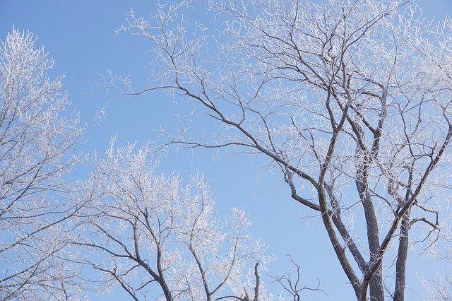 Free download Frost Winter Trees -  free photo or picture to be edited with GIMP online image editor