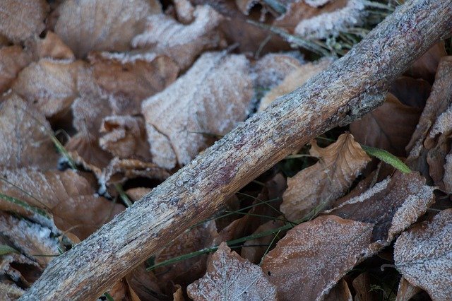 Free download Frosty Leaves Forest Winter -  free photo or picture to be edited with GIMP online image editor