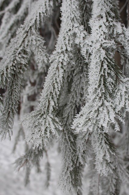 Free download Frosty Tree Winter -  free photo or picture to be edited with GIMP online image editor