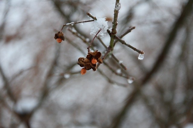 Free download Frozen Fruit Branch Winter -  free photo or picture to be edited with GIMP online image editor