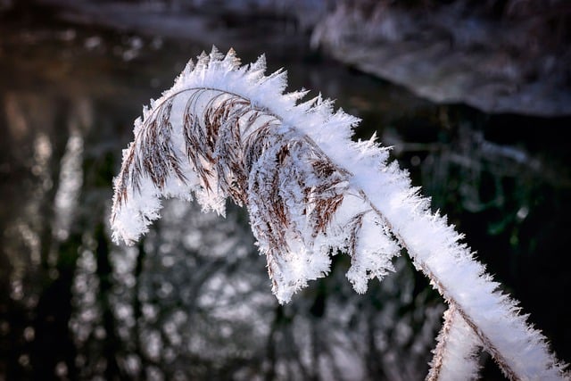 Free download frozen reed winter grass nature free picture to be edited with GIMP free online image editor