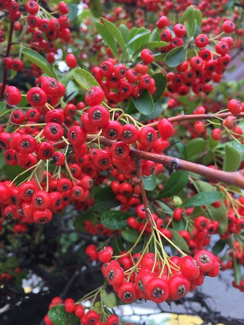 Free download Fruit Autumn Nature -  free photo or picture to be edited with GIMP online image editor