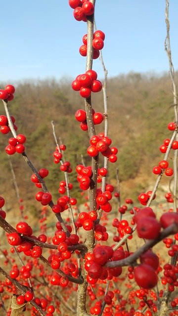 Free download Fruit Autumn Wood -  free photo or picture to be edited with GIMP online image editor