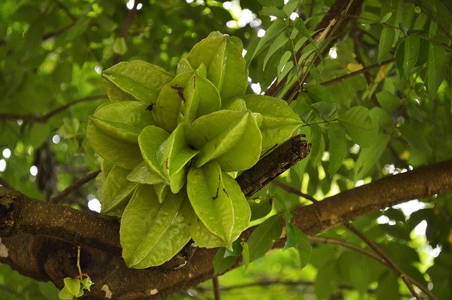 Free download Fruit Carambola Healthy -  free photo or picture to be edited with GIMP online image editor