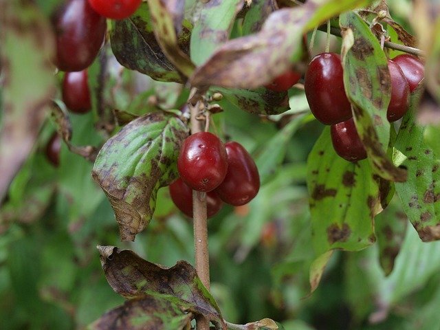 Free download fruit cornel cherry cornus mas free picture to be edited with GIMP free online image editor