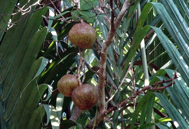 Free download Fruit Dhundhul Dhundal Tree -  free photo or picture to be edited with GIMP online image editor