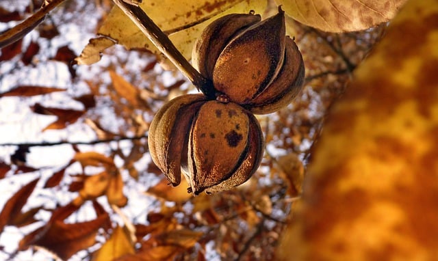 Free download fruit fall forest sheets nature free picture to be edited with GIMP free online image editor