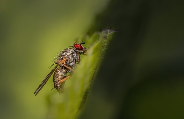 Free download fruit fly fly insect winged insect free picture to be edited with GIMP free online image editor