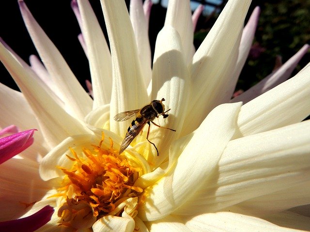 Free download Fruit Fly Insect Flower -  free photo or picture to be edited with GIMP online image editor