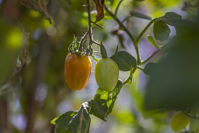 Free download fruit food tomato fresh green free picture to be edited with GIMP free online image editor