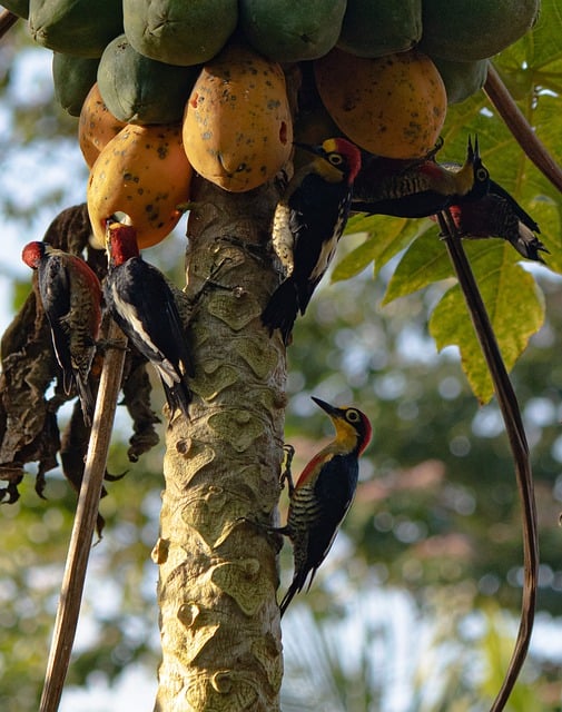 Free download fruit papaya birds tree nature free picture to be edited with GIMP free online image editor