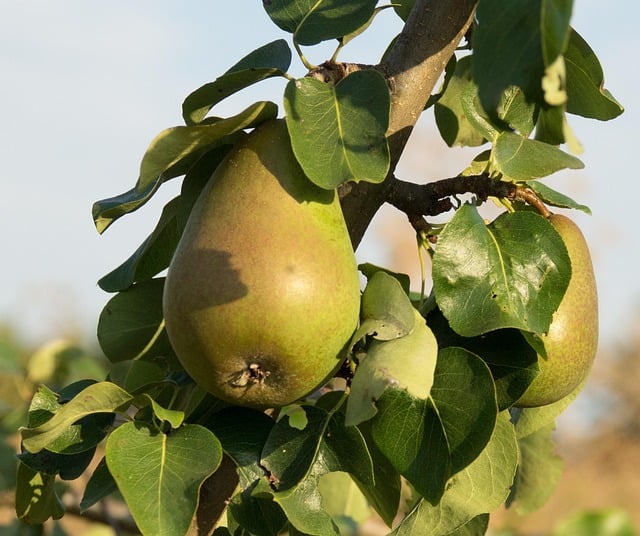 Free download fruit pears organic tree free picture to be edited with GIMP free online image editor