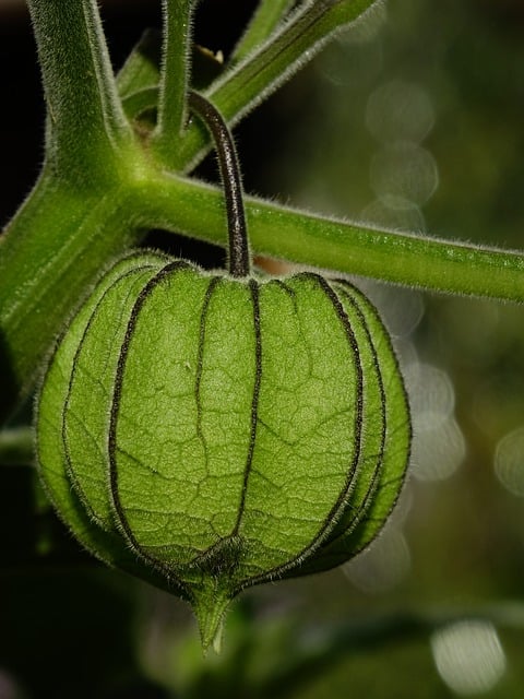 Free download fruit physalis organic growth free picture to be edited with GIMP free online image editor