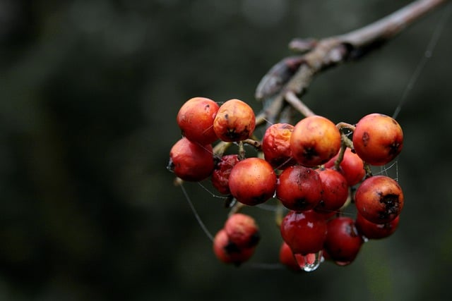 Free download fruit rowanberries overripe wet free picture to be edited with GIMP free online image editor