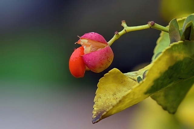 Free download fruit seed autumnal evonym free picture to be edited with GIMP free online image editor