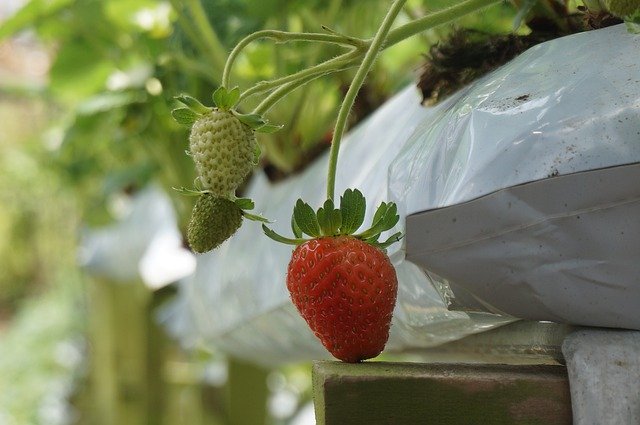 Free download Fruits Strawberries Farm -  free photo or picture to be edited with GIMP online image editor