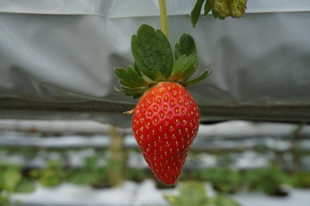 Free download Fruit Strawberry Red -  free photo or picture to be edited with GIMP online image editor