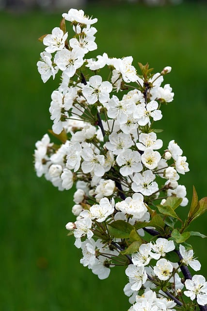 Free download fruit tree apple tree blossom bloom free picture to be edited with GIMP free online image editor
