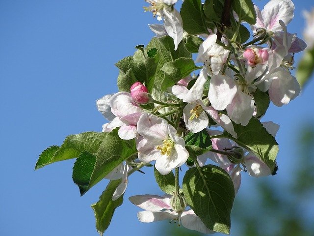 Free download Fruit Tree Blossom Bloom -  free photo or picture to be edited with GIMP online image editor