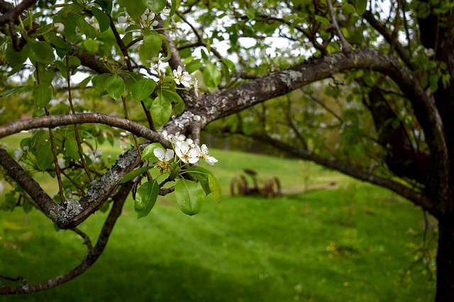 Free download Fruit Tree Blossom Flower -  free photo or picture to be edited with GIMP online image editor