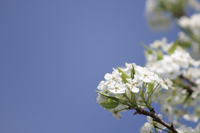 Free download Fruit Tree Blossoms Spring -  free photo or picture to be edited with GIMP online image editor