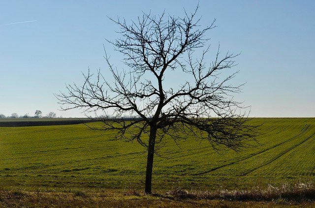 Free download Fruit Tree Field Landscape -  free photo or picture to be edited with GIMP online image editor