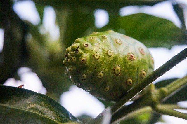 Free download Fruit Tree Noni -  free photo or picture to be edited with GIMP online image editor