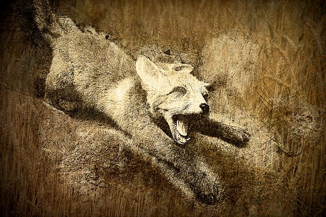 Free download Fuchs Hunting Eat -  free illustration to be edited with GIMP free online image editor