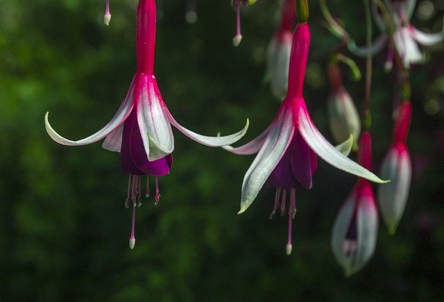 Free download Fuchsia Flower Blossom -  free photo or picture to be edited with GIMP online image editor