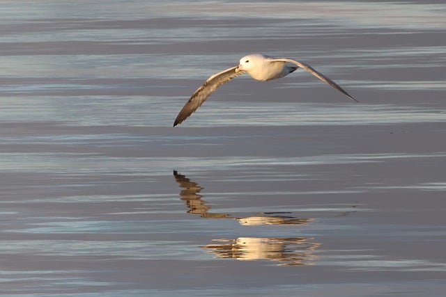 Free download fulmar seabird bird reflection free picture to be edited with GIMP free online image editor