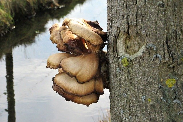 Free download Fungi Agaric Tree -  free photo or picture to be edited with GIMP online image editor