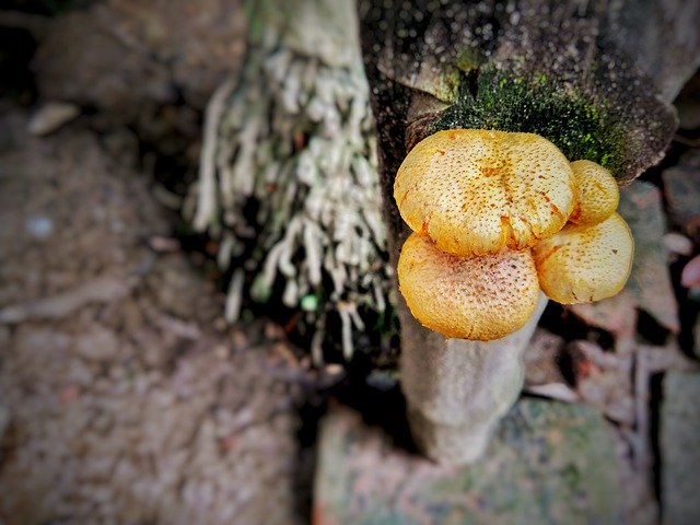 Free download Fungi Bamboo Yellow -  free photo or picture to be edited with GIMP online image editor