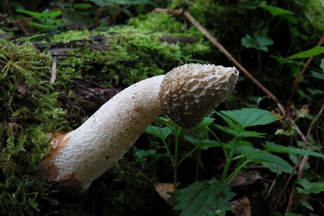 Free download Fungi Champignon Mushroom -  free photo or picture to be edited with GIMP online image editor