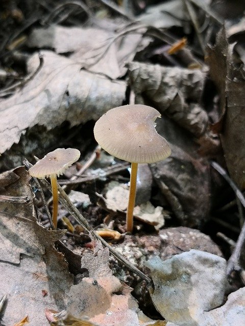 Free download Fungi Forest -  free photo or picture to be edited with GIMP online image editor