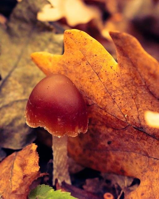 Free download fungi fungus fall autumn free picture to be edited with GIMP free online image editor