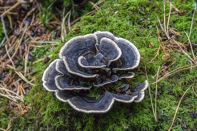 Free download Fungi Mushroom Bracket -  free photo or picture to be edited with GIMP online image editor