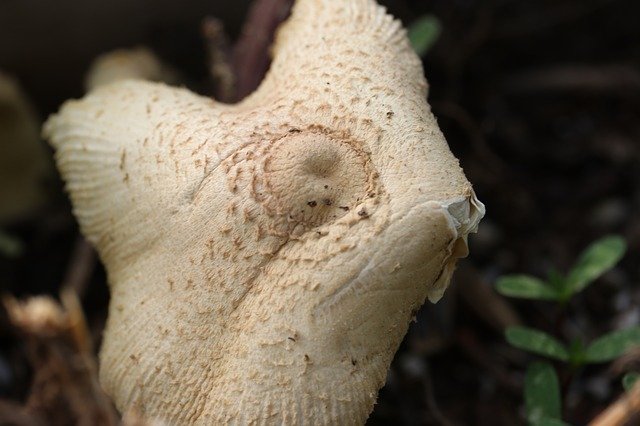 Free download Fungi Mushroom Forest -  free photo or picture to be edited with GIMP online image editor