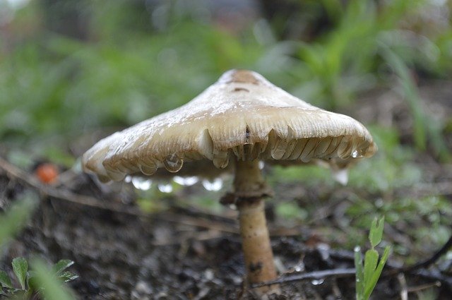 Free download Fungi Vegetation -  free photo or picture to be edited with GIMP online image editor