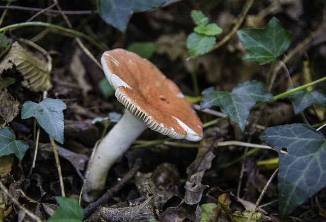 Free download fungus fall forest danger free picture to be edited with GIMP free online image editor