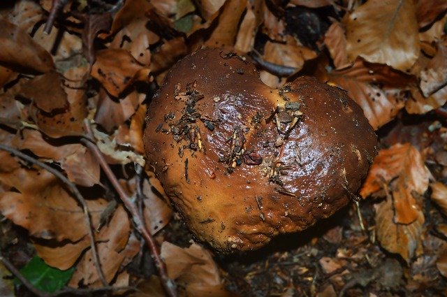 Free download Fungus Foliage Forest -  free photo or picture to be edited with GIMP online image editor