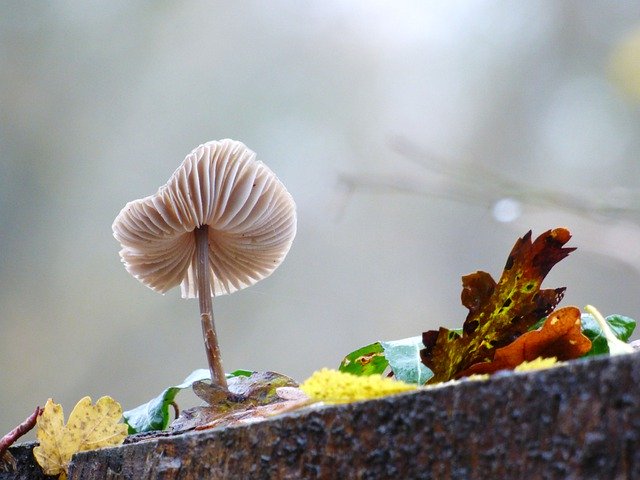 Free download Fungus Forest Strain -  free free photo or picture to be edited with GIMP online image editor