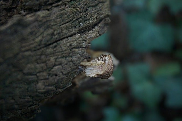 Free download Fungus Nature Strain -  free photo or picture to be edited with GIMP online image editor