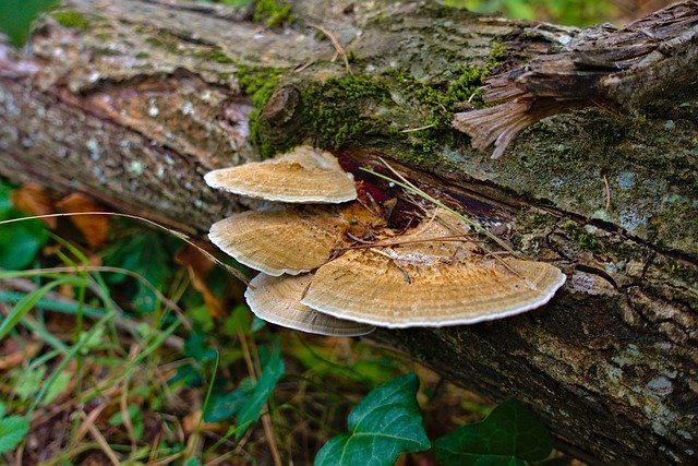 Free download Fungus Wood Tree -  free photo or picture to be edited with GIMP online image editor