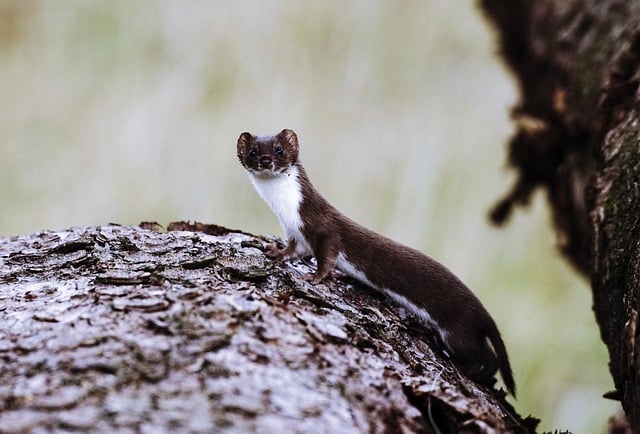 Free download furret mammal ermine tree trunk free picture to be edited with GIMP free online image editor