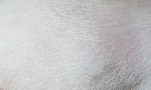 Free download Fur White Pet Dog -  free photo or picture to be edited with GIMP online image editor
