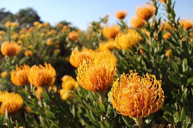 Free download Fynbos South Africa Flowers free photo template to be edited with GIMP online image editor