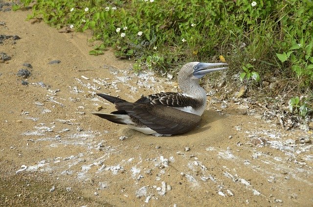 Free download Galapagos Bird Blauwvoetgent -  free photo or picture to be edited with GIMP online image editor