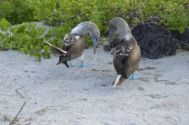 Baixe grátis Galápagos Blauwvoetgent Bird - foto ou imagem gratuita para ser editada com o editor de imagens online GIMP