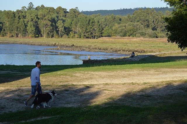 Free download Galicia Border Collie Walk -  free photo or picture to be edited with GIMP online image editor