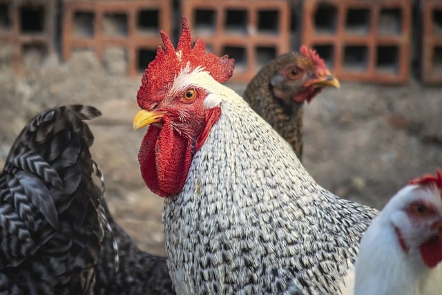 Free download gallo crest chicken coop peak pens free picture to be edited with GIMP free online image editor